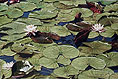 Waterlilies